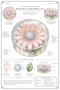 Daisy Crystal Soap